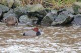 20160207_Amerikaanse Tafeleend_Noordhorn_01a